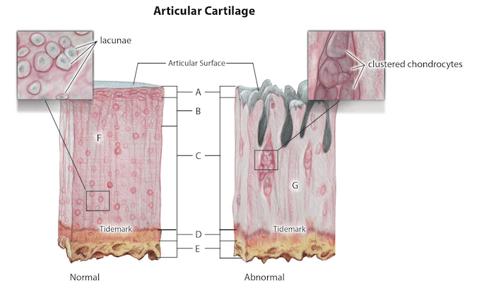 anatomy-hand-surgery-resource